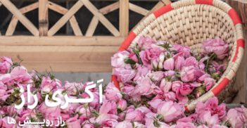 گل محمدی از کاشت تا گلاب گیری - اگری راز/کاشت گل محمدی و برداشت آن/فروشگاه آنلاین کشاورزی اگری راز