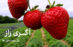 یماری و آفات توت فرنگی-فروشگاه آنلاین کشاورزی اگری راز