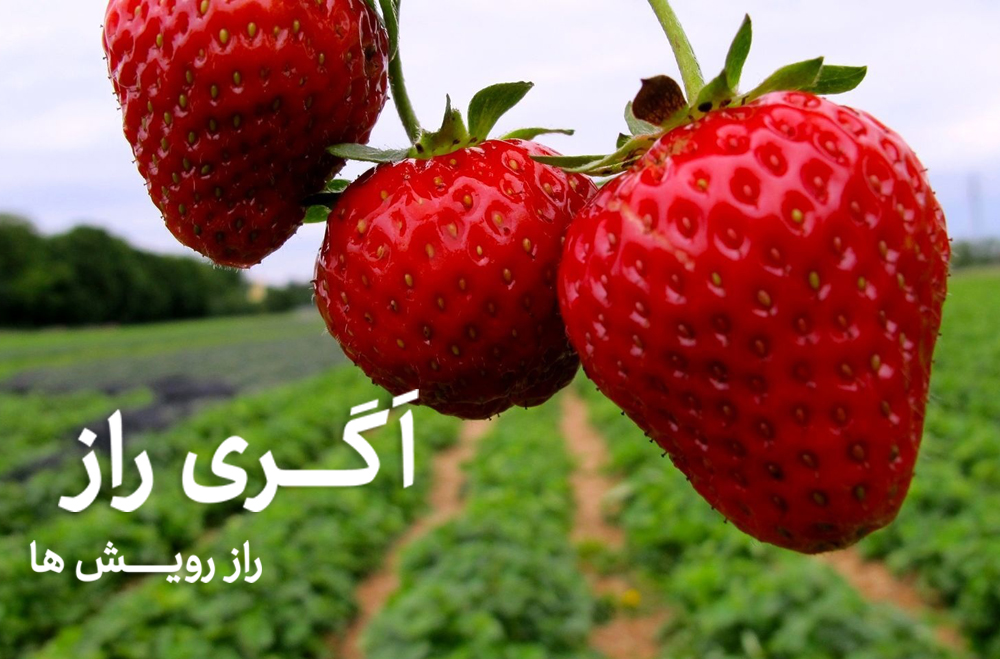 یماری و آفات توت فرنگی-فروشگاه آنلاین کشاورزی اگری راز