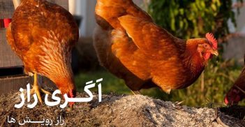 کاربرد کود مرغی در کشاورزی/فروشگاه آنلاین کشاورزی اگری راز