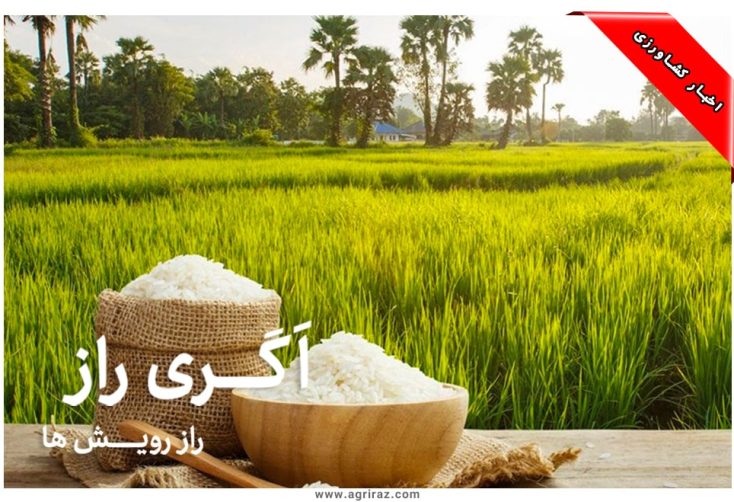 قیمت ناعادلانه برنج باعث ضرر کشاورز است-همراه شما هستیم با نهاده راز خرم