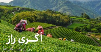 دانستنی های تهیهٔ چای در چین و اروپا/فروشگاه آنلاین کشاورزی اگری راز