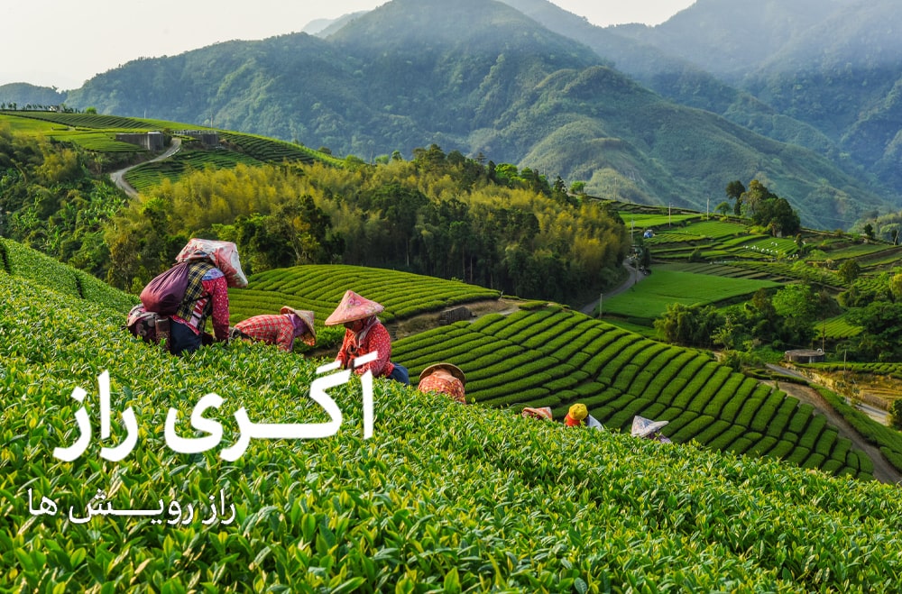 دانستنی های تهیهٔ چای در چین و اروپا/فروشگاه آنلاین کشاورزی اگری راز