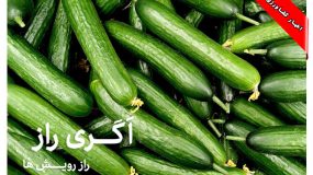 چهارمین تولید کننده ی خیار ایران است- اخبار روز اگری راز