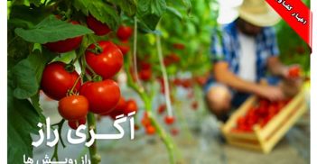 ایران هفتمین تولید کننده گوجه - اگری راز راز رویش ها