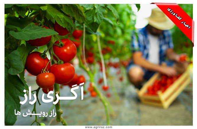 ایران هفتمین تولید کننده گوجه - اگری راز راز رویش ها