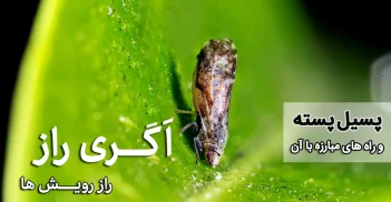 پسیل پسته و راه های مبارزه با آن- فروشگاه آنلاین کود و سم کشاورزی اگری راز