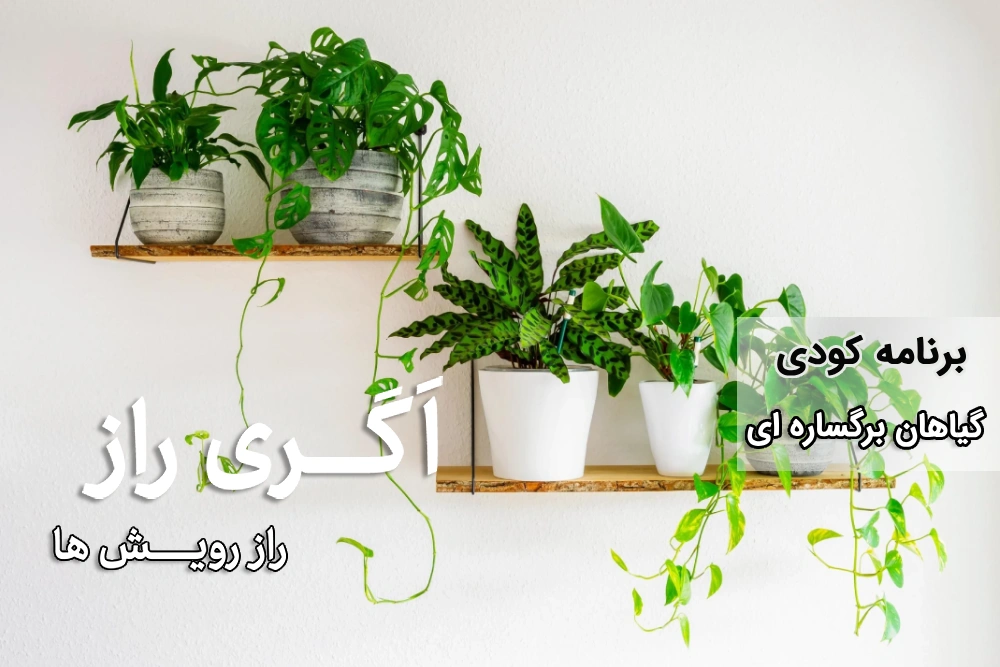 نیازهای تغذیه ای گیاهان برگساره ای (Foliage Plants)- فروشگاه آنلاین کشاورزی اگری راز