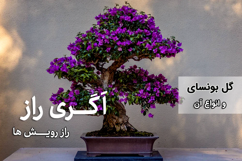 گل بونسای و انواع آن - فروشگاه آنلاین کشاورزی اگری راز