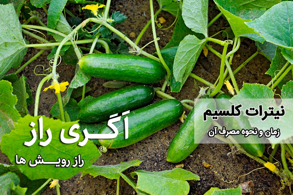 کود نیترات کلسیم - اگری راز