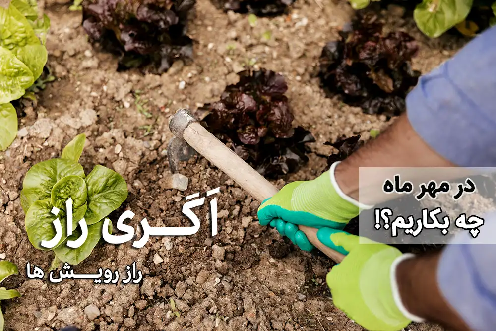 در مهر ماه چه بکاریم