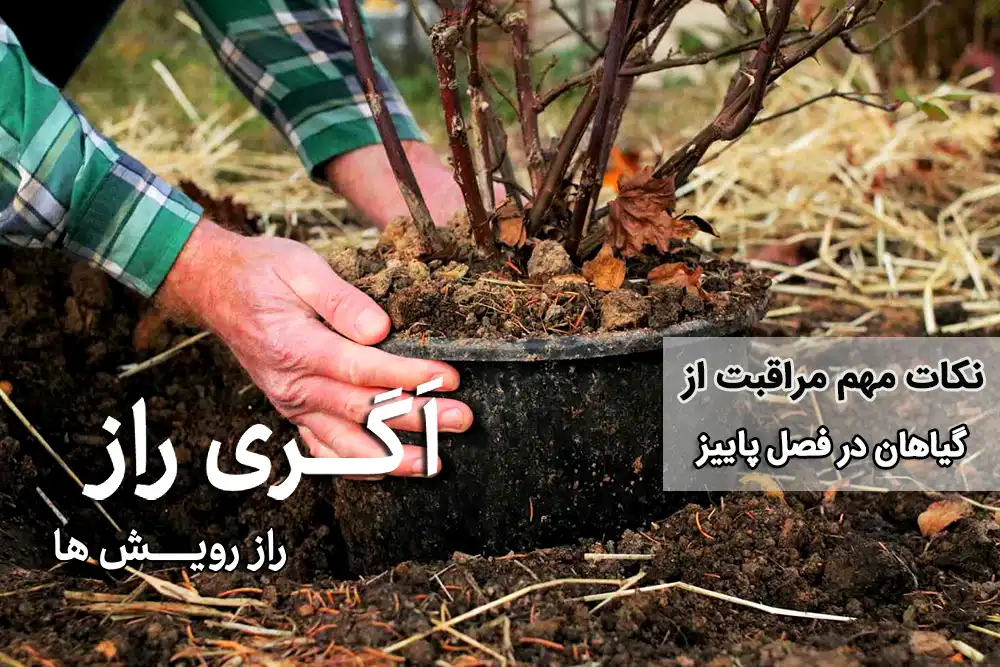 نکات مهم در پاییز برای مراقبت گیاهان