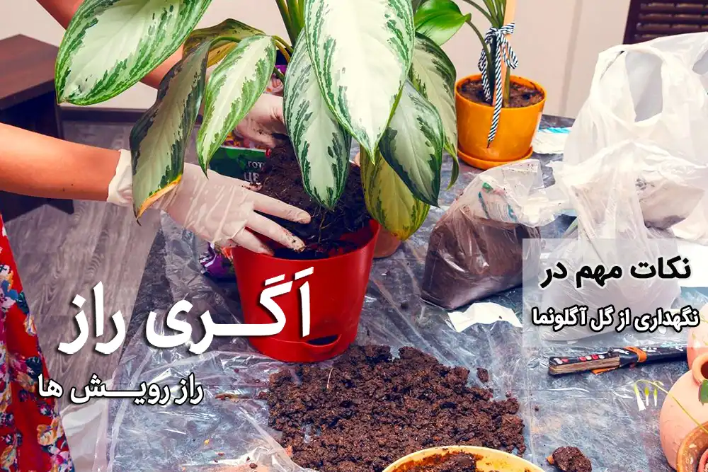 نکات مهم در نگهداری از گل آگلونما