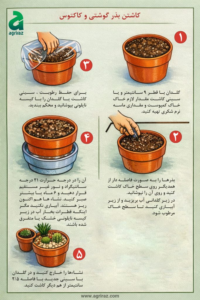 کاشت بذر گوشتی و کاکتوس