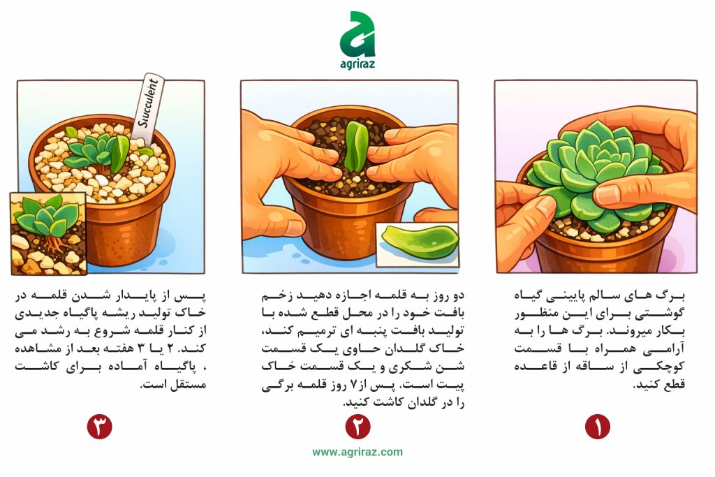 تکثیر ساکولنت