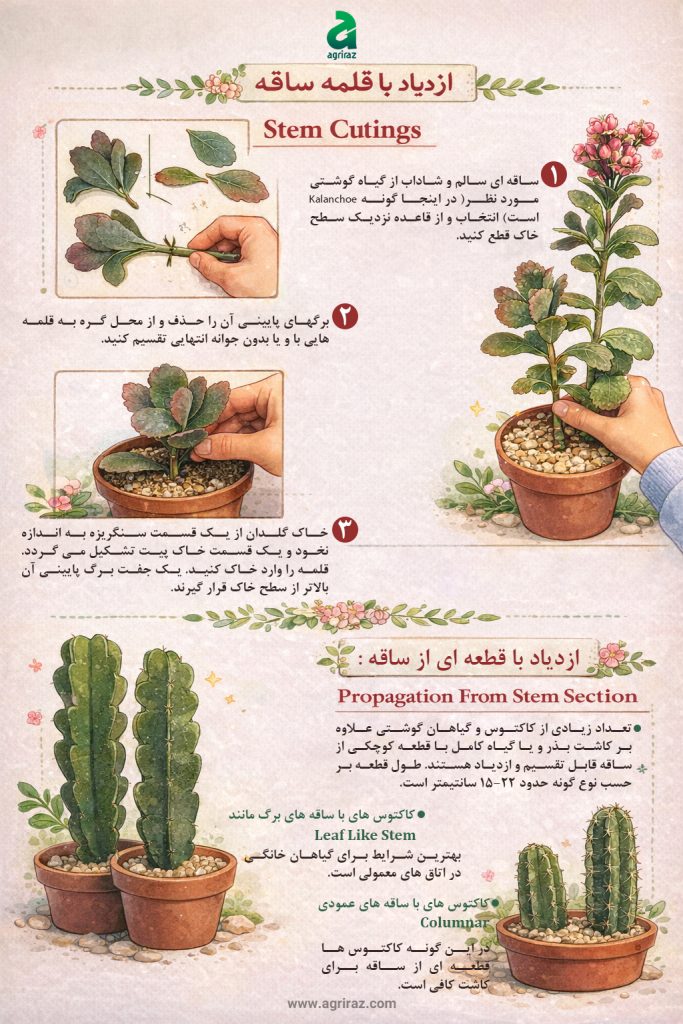 قلمه ساقه کاکتوس