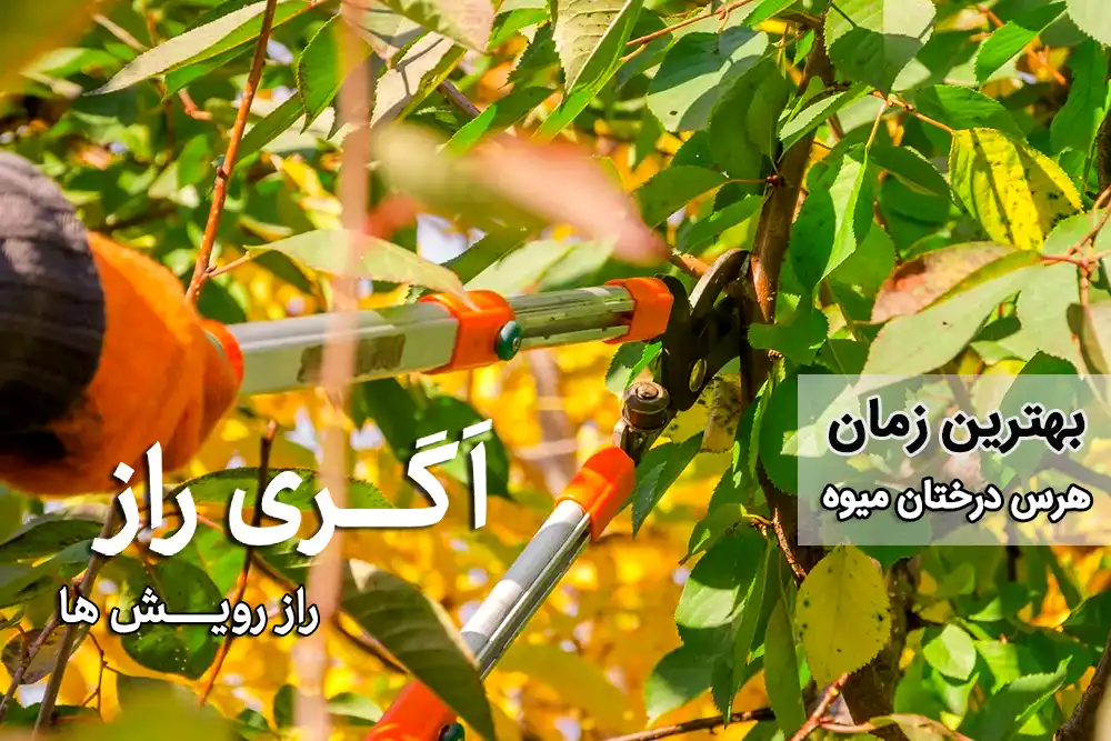 بهترین زمان هرس درختان میوه