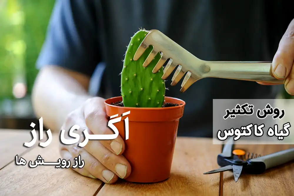 روش های تکثیر و قلمه زدن کاکتوس