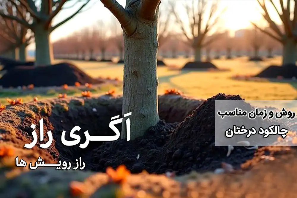 همه چیز درباره روش و زمان مناسب چالکود درختان