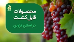 محصولات قابل کشت در استان قزوین