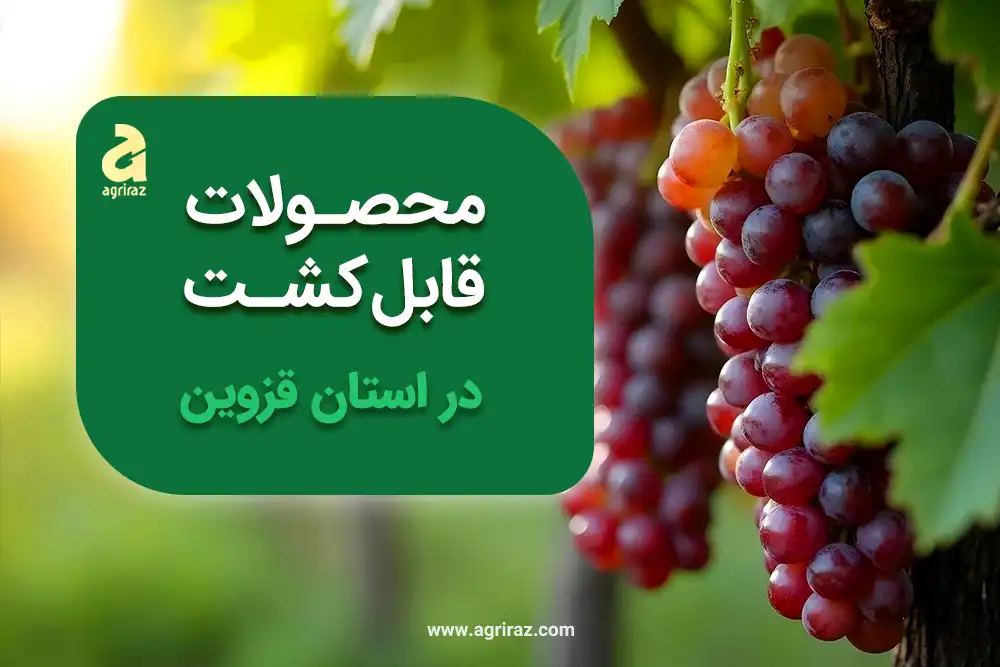 محصولات قابل کشت در استان قزوین