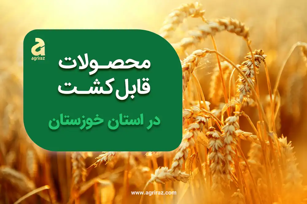 محصولات قابل کشت در استان خوزستان