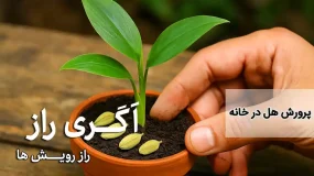 پرورش هل در خانه