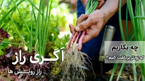 چه بکاریم که زود برداشت کنیم؟