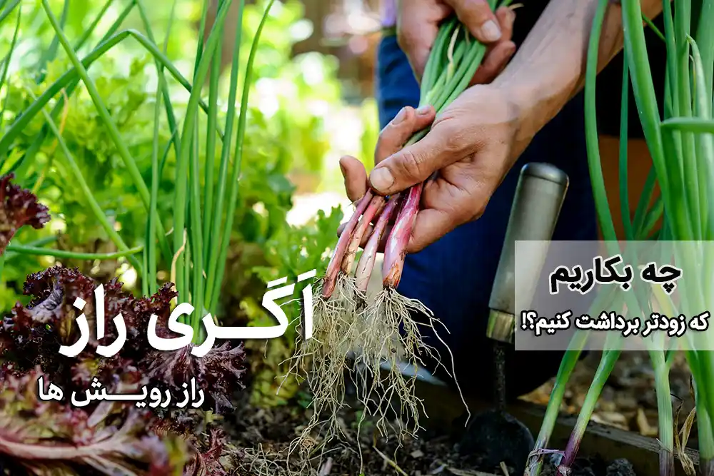 چه بکاریم که زود برداشت کنیم؟